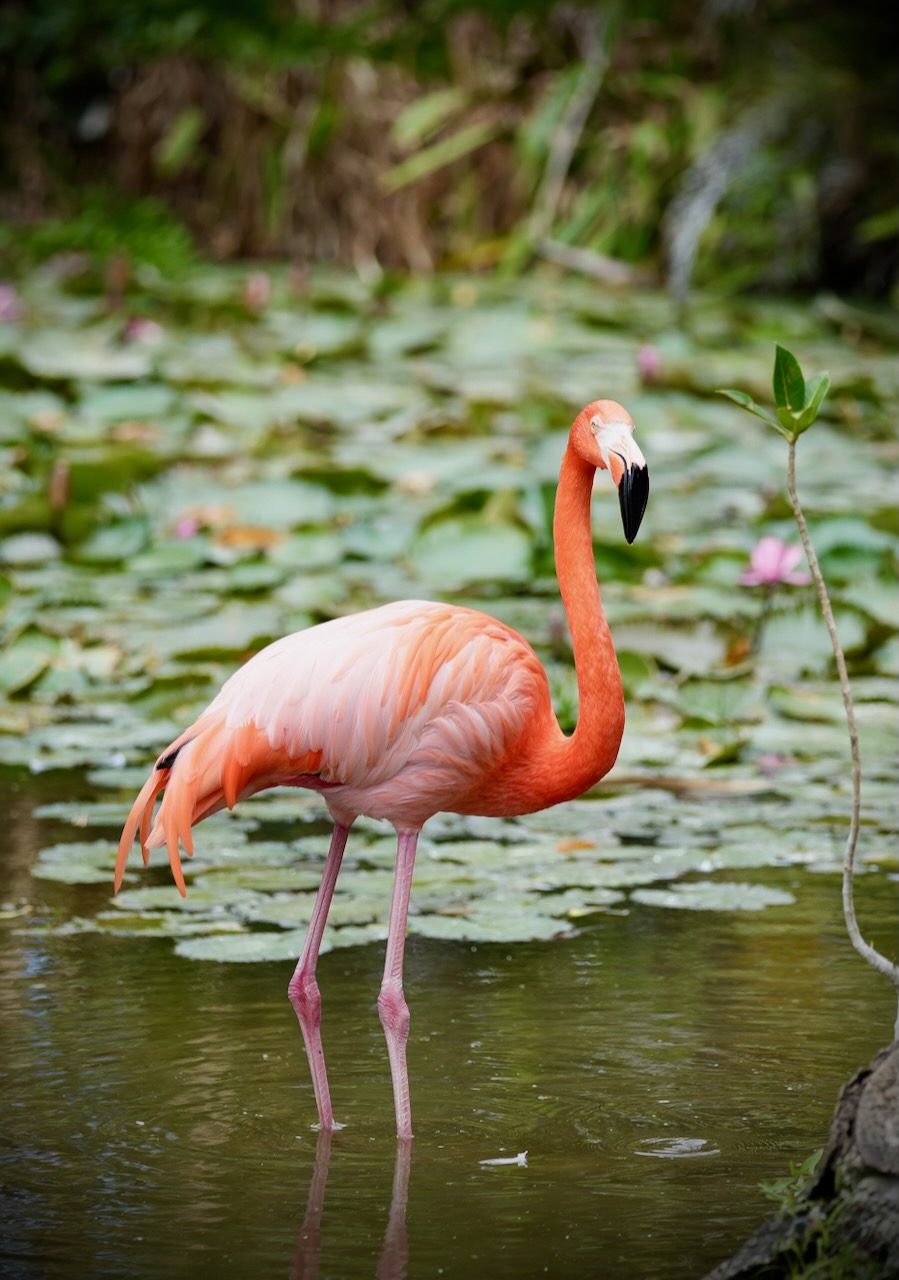 Flamingo im Wasser